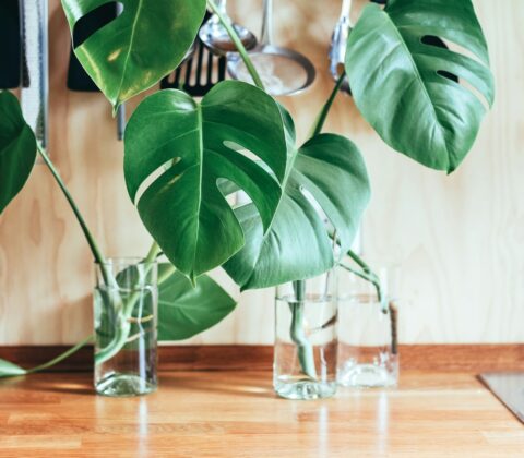 Monstera stekken