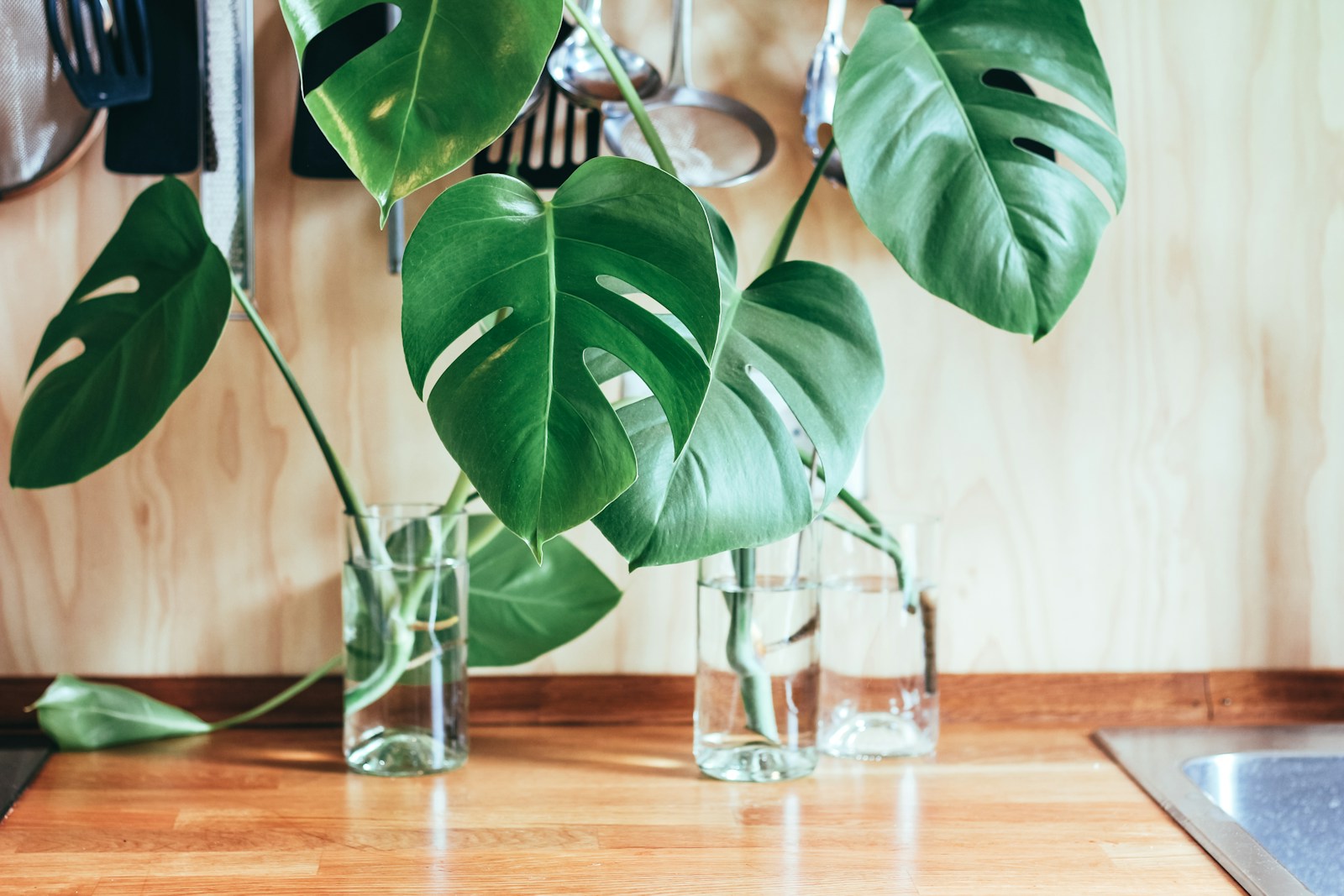 Monstera stekken