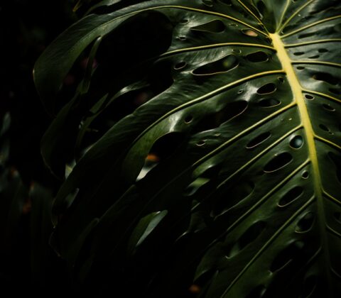 Monstera plant