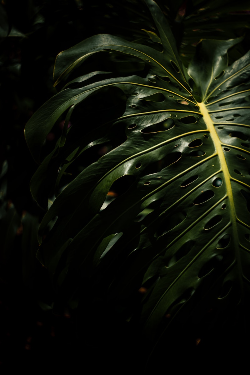 Monstera plant